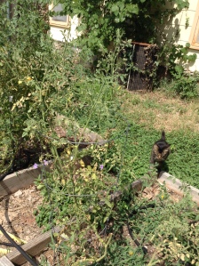 ESP among the tomatoes.