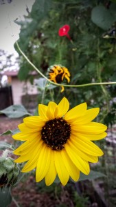 The Last of the Sunflowers